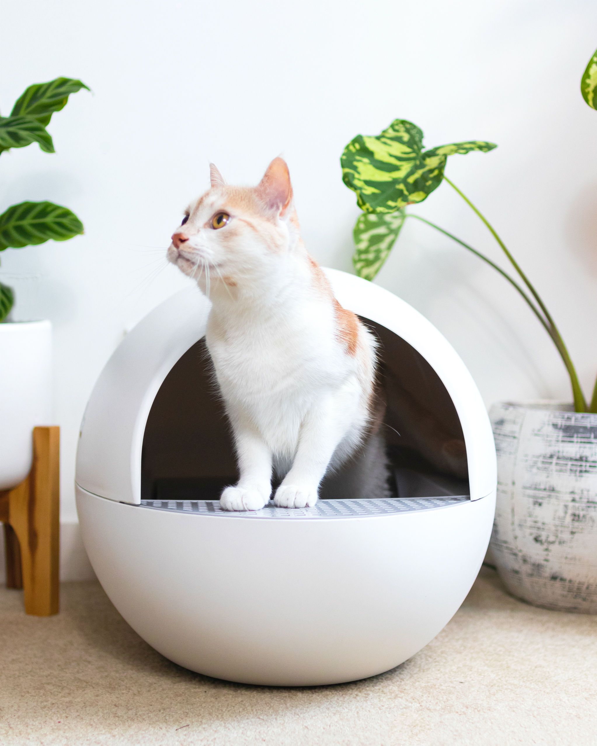 AutoEgg